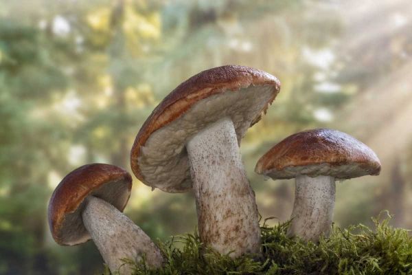 WA, Seabeck Leccinum insigne, mushroom